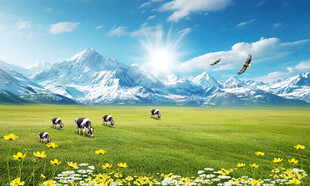 蓝天白云大草原