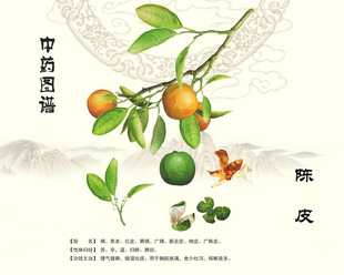 陈皮中药陈皮