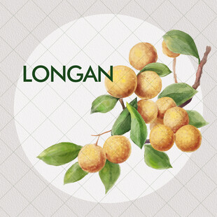 手绘龙眼桂圆插画