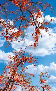 事事如意仅三层分层