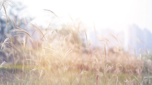 狗尾巴草毛毛草LED唯美背景