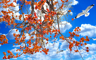 蓝天白云 柿柿如意