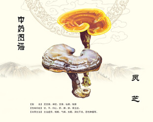 灵芝中药灵芝