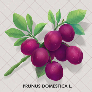 手绘西梅插画西梅包装