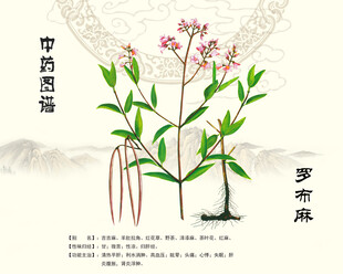 罗布麻中药罗布麻