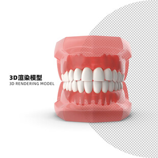 正常牙齿模型 口腔
