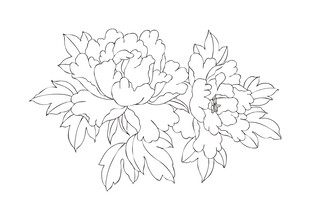 牡丹矢量线稿