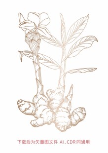 生姜  生姜矢量图