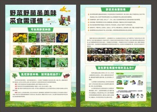 野菜野菌采食宣传单