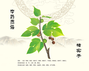 楮实子中药楮实子