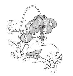 手绘铃兰花 矢量图