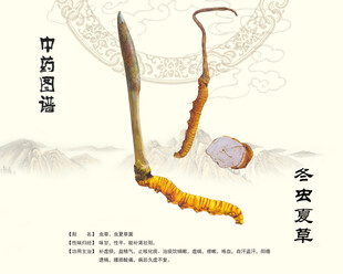 冬虫夏草虫草