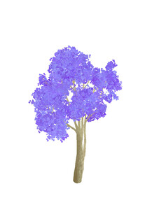 紫色梦幻树蓝花楹