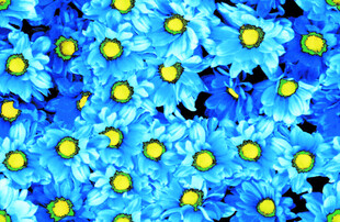 蓝色雏菊图案背景纹理