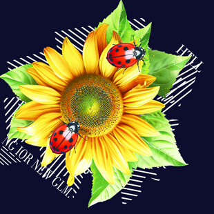 向日葵上的瓢虫插画
