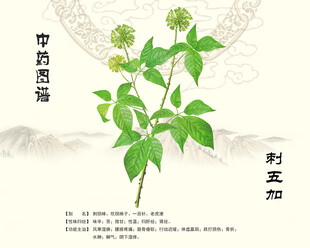 中药植物刺五加