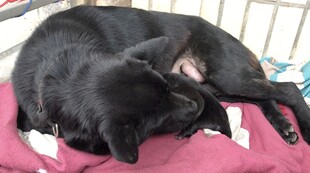 农村五黑田园犬土狗