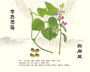 白扁豆中药白扁豆