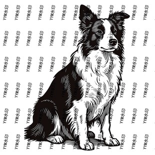 黑白边牧坐立图