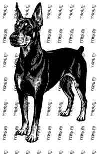 站立杜宾犬黑白插画