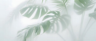 雾气磨砂膜效果绿植贴图