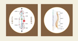 中医子午周天脊椎