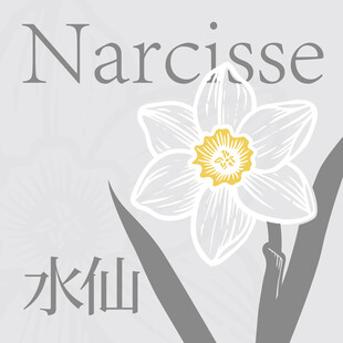 简约风水仙花插画