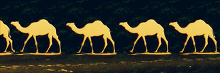 沙漠中行进的骆驼队列