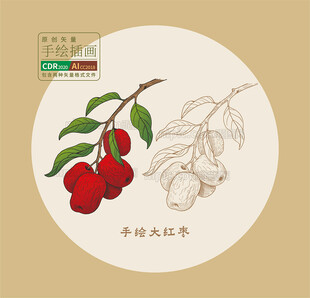 大红枣手绘矢量线稿图