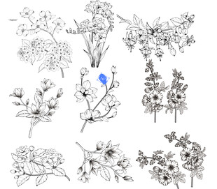 手绘植物花卉线稿集合