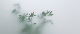 雾气磨砂膜效果绿植贴图