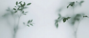 雾气磨砂膜效果绿植贴图