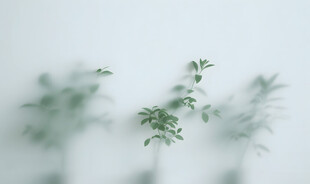 雾气磨砂膜效果绿植贴图