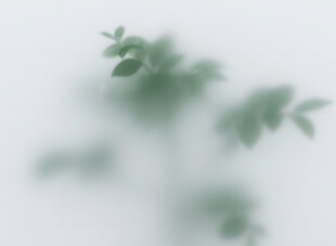 雾气磨砂膜效果绿植贴图