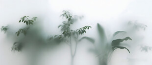 雾气磨砂膜效果绿植贴图