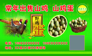 常年出售山鸡蛋