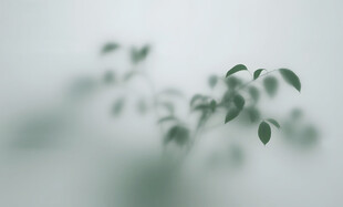 雾气磨砂膜效果绿植贴图