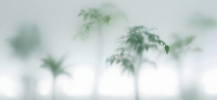 雾气磨砂膜效果绿植贴图