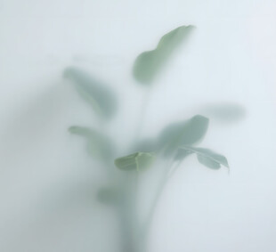 雾气磨砂膜效果绿植贴图