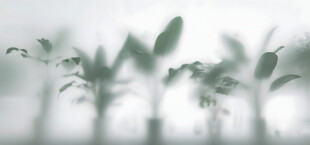 雾气磨砂膜效果绿植贴图