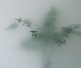 雾气磨砂膜效果绿植贴图