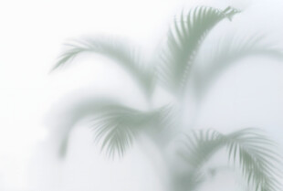 雾气磨砂膜效果绿植贴图