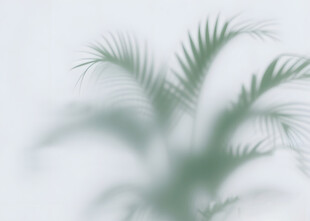 雾气磨砂膜效果绿植贴图