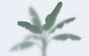 雾气磨砂膜效果绿植贴图