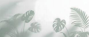 雾气磨砂膜效果绿植贴图