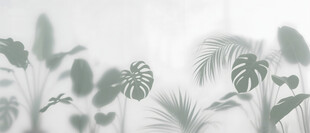 雾气磨砂膜效果绿植贴图