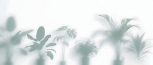 雾气磨砂膜效果绿植贴图