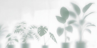 雾气磨砂膜效果绿植贴图