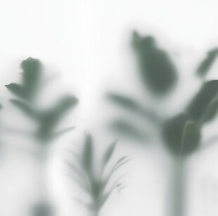 雾气磨砂膜效果绿植贴图