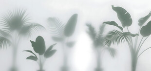 雾气磨砂膜效果绿植贴图